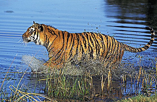 孟加拉虎,虎,成年,站在水中