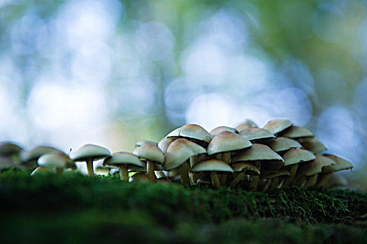 大,蘑菇,苔藓,聚焦