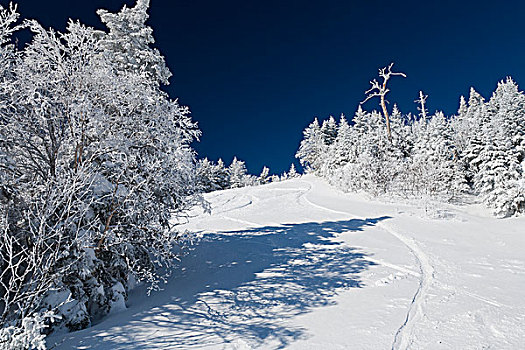 美国,佛蒙特州,积雪,松树
