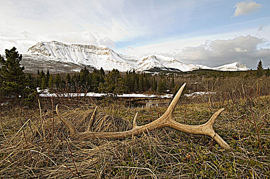 麋鹿,鹿属,鹿,鹿角,雄性,开端,脱落,成熟,雄性动物,牧群,瓦特顿湖国家公园,西南方,艾伯塔省,加拿大