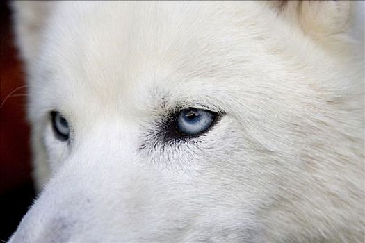 北方,哈士奇犬,混合,蓝眼睛,特写