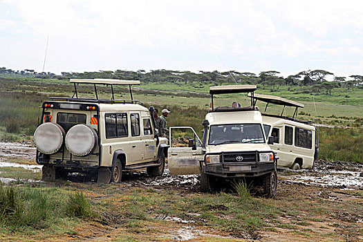 旅游,交通工具,困住,泥,拖,动作,道路,塞伦盖蒂,坦桑尼亚,非洲