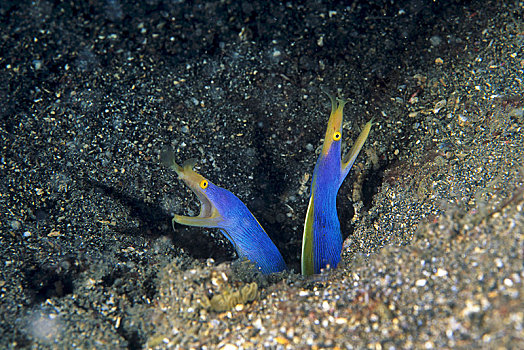 带,鳗鱼,蓝碧海峡,苏拉威西岛,印度尼西亚,亚洲