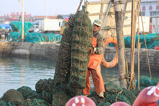 山东省日照市,清晨六点的渔码头人头攒动,扇贝,牡蛎养殖正当时
