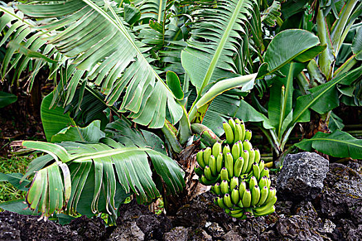 芭蕉属植物,亚速尔群岛,葡萄牙,欧洲