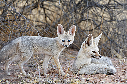 狐狸,狐属,卧,站立,幼兽,卡拉哈迪大羚羊国家公园,北开普,南非,非洲