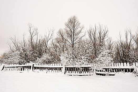 积雪,栅栏,树,俄罗斯