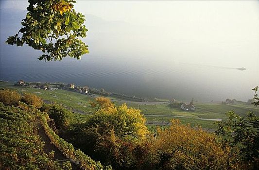 场所,夏瑟拉葡萄,葡萄酒,沃州,瑞士