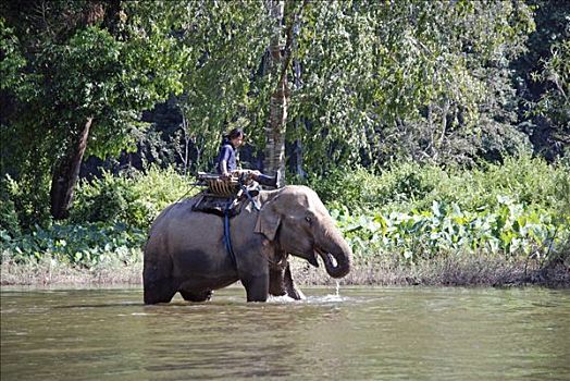 印度象,象属,泰国,亚洲