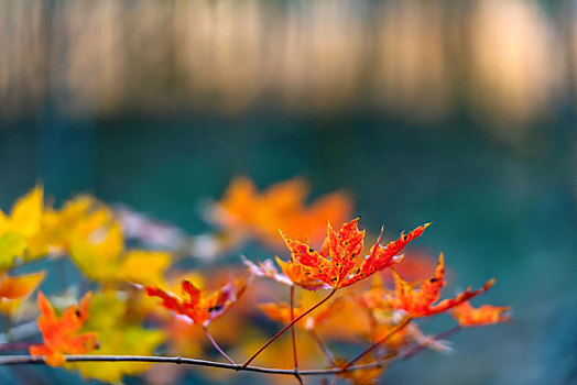 秋天多姿多彩的树叶