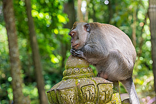 长尾,短尾猿,食蟹猴,神圣,猴子,树林,乌布,巴厘岛,印度尼西亚,亚洲