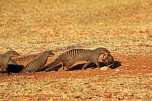 猫鼬,女性,幼仔,颈部,咬,克鲁格国家公园,南非,非洲