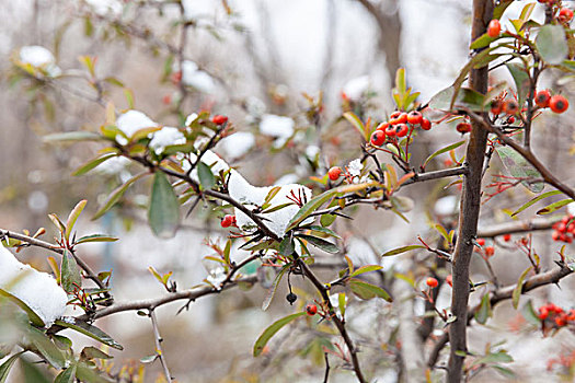 春雪,公园,植物园