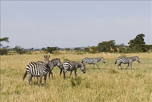 牧群,平原斑马,马,斑马,站立,草地,肯尼亚,非洲