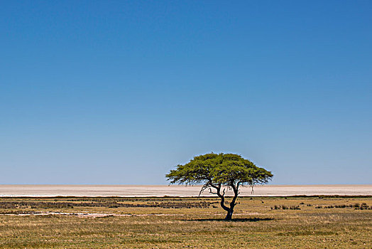 草地,伞,刺,刺槐,正面,盐磐,埃托沙国家公园,纳米比亚,非洲