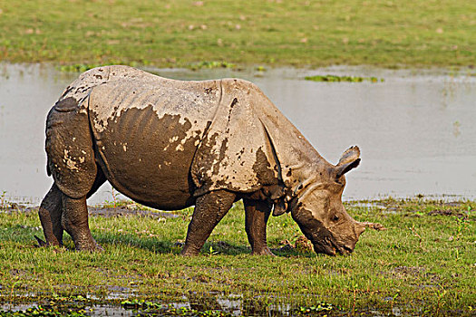 犀牛,进食,靠近,丛林,水塘,卡齐兰加国家公园,印度