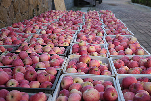 山东省日照市,苹果红了果农笑了,苹果园里处处透着丰收的喜悦