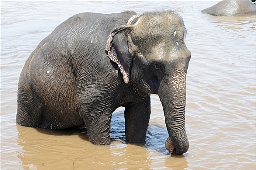 大象,浴,河
