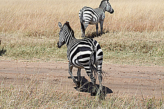 肯尼亚非洲大草原斑马-尾部特写