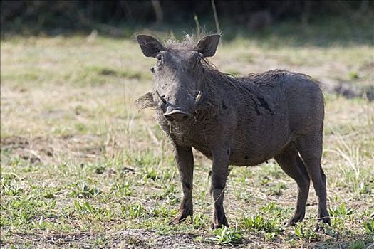 荒芜,疣猪,乔贝国家公园,博茨瓦纳,非洲