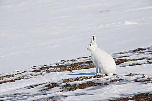 北极兔,兔属,岛屿,加拿大