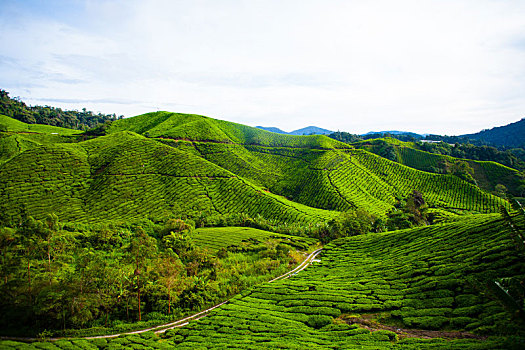 茶园,马来西亚