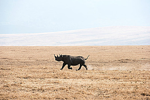 黑犀牛,跑,干燥,尘土,大草原,恩戈罗恩戈罗火山口,坦桑尼亚