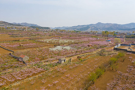 航拍山区桃花