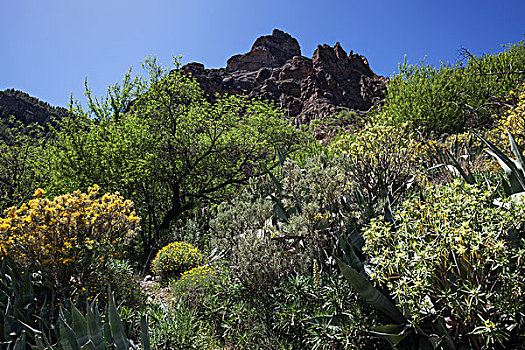 风景,徒步旅行,盛开,植被,大卡纳利岛,加纳利群岛,西班牙,欧洲