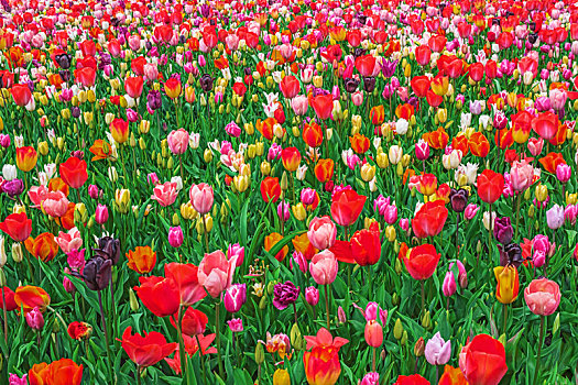 盛开,彩色,郁金香,库肯霍夫公园,荷兰