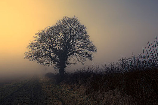 树,早晨,雾气