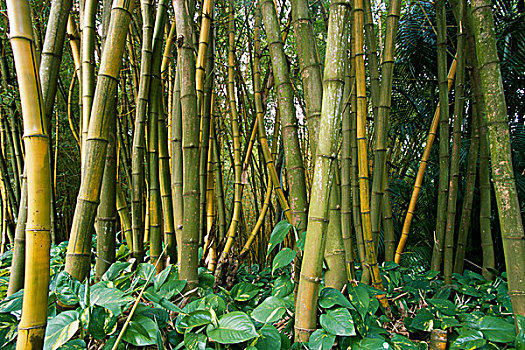 竹子,小树林,花园,国家,热带,植物园,考艾岛,夏威夷,美国