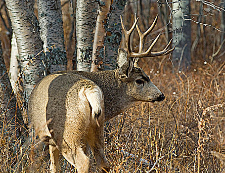 雄性,长耳鹿,骡鹿,西南方,艾伯塔省,加拿大