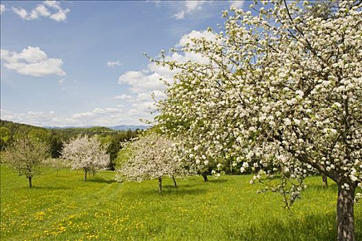 花,苹果树,下奥地利州,奥地利,欧洲
