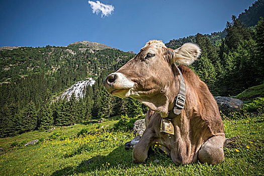 提洛尔,褐色,牛,母牛,牛角,反刍,山地牧场,山谷,奥地利,欧洲
