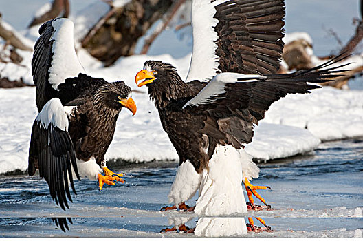 海鹰,虎头海雕,一对,争斗,堪察加半岛,俄罗斯