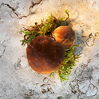 牛肝菌,蘑菇,苔藓