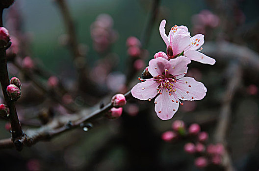 盛开的桃花