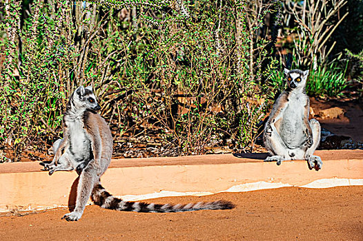 两个,节尾狐猴,省,马达加斯加,非洲