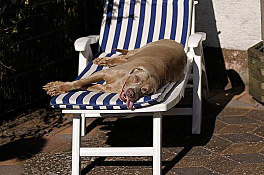 魏玛犬,放松,太阳,休闲