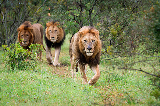 三个,雄性,狮子,走,一起,青草,直视
