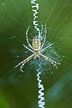 黄色,园蛛,中心,蜘蛛网,等待,捕食