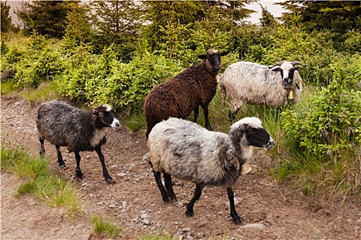 绵羊,走,喀尔巴阡山脉地区