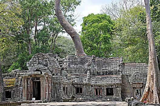 树,根部,遗址,庙宇,复杂,吴哥窟,世界遗产,收获,柬埔寨,亚洲