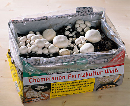 蘑菇,培育,室内