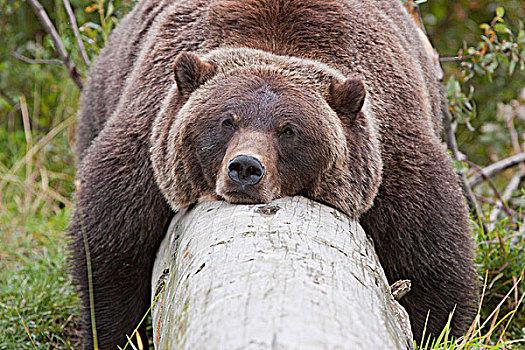 雌性,棕熊,卧,上方,原木,阿拉斯加野生动物保护中心,阿拉斯加,夏天,俘获