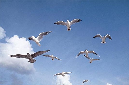 海鸥,飞翔,白色,鸟,海鸟,动物