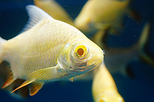 双线鲫鱼在水族馆