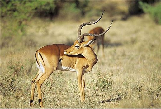 黑斑羚,公羊,羚羊,高角羚属,哺乳动物,萨布鲁国家公园,肯尼亚,非洲,动物