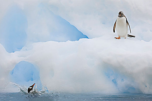南极,港口,一个,巴布亚企鹅,下落,背影,水,失败,跳跃,冰山